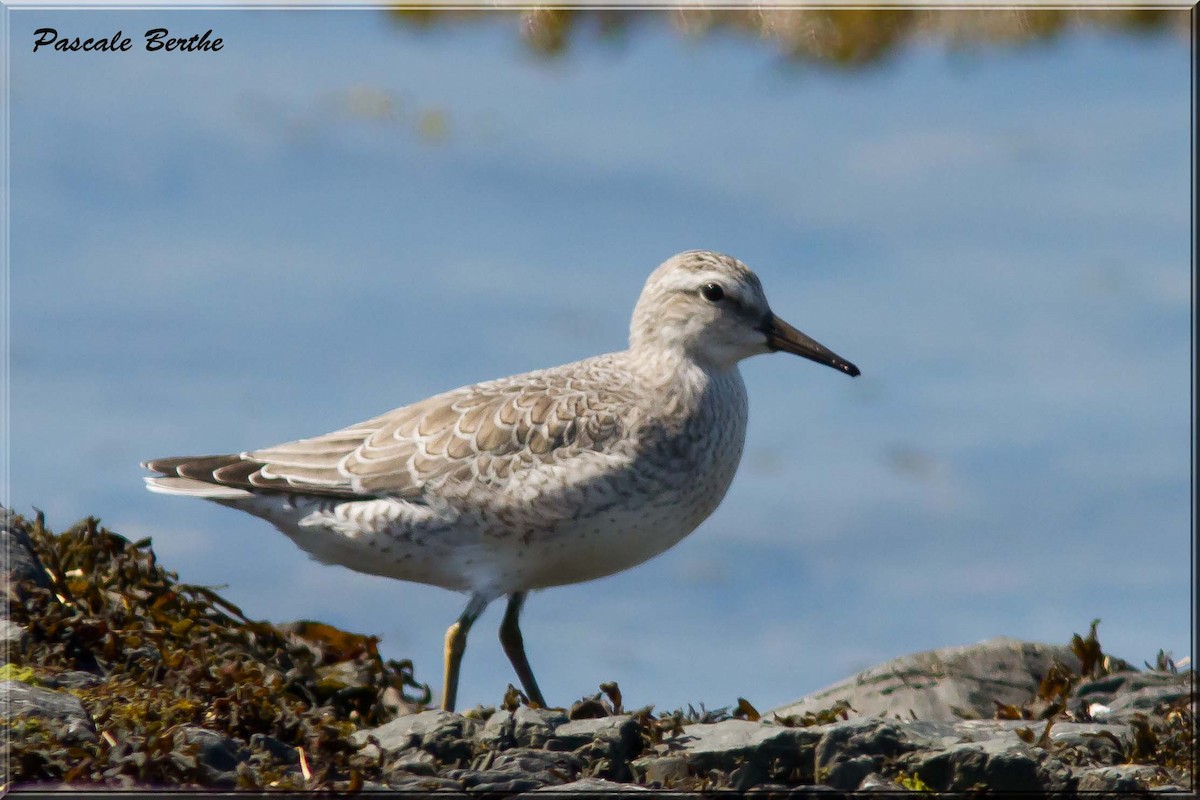 Red Knot - ML68209051