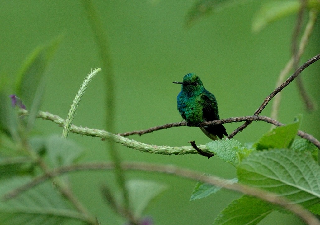 Blue-tailed Emerald - ML68212911