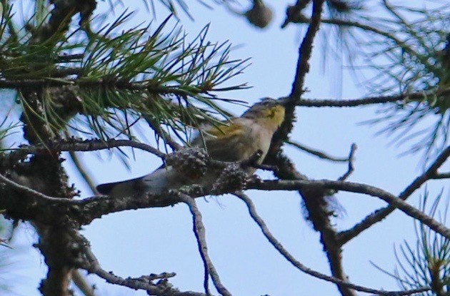 Yellow-rumped Warbler (Audubon's) - ML68214331