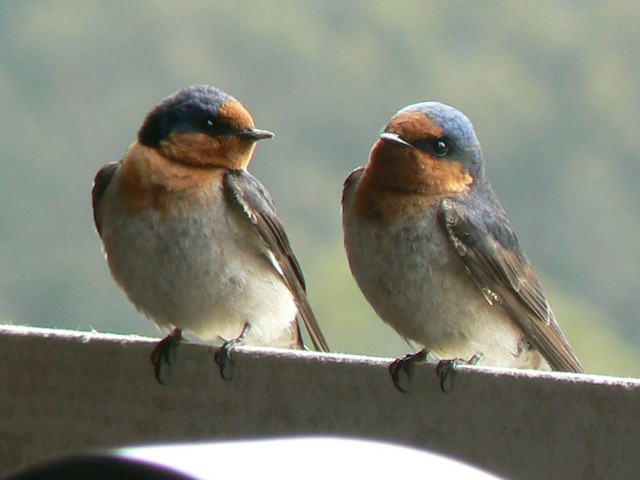 Welcome Swallow