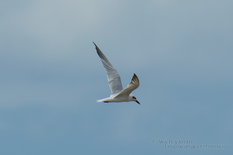 Gull-billed Tern - Wich’yanan Limparungpatthanakij