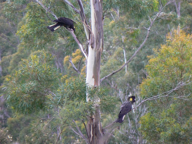 Yellow-tailed Black-Cockatoo