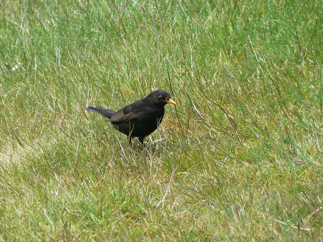 Eurasian Blackbird