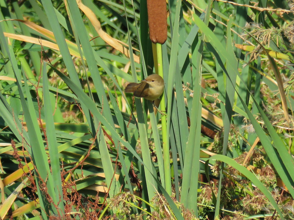 Common Reed Warbler - Jesús Calderón