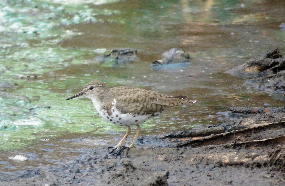Spotted Sandpiper - Dika Golovatchoff