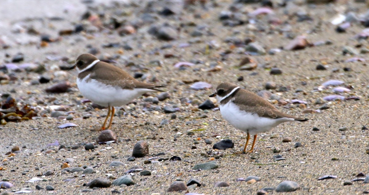 Semipalmated Plover - ML68228971