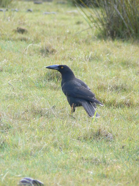 Black Currawong