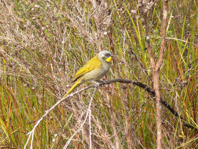 Yellow-throated Honeyeater