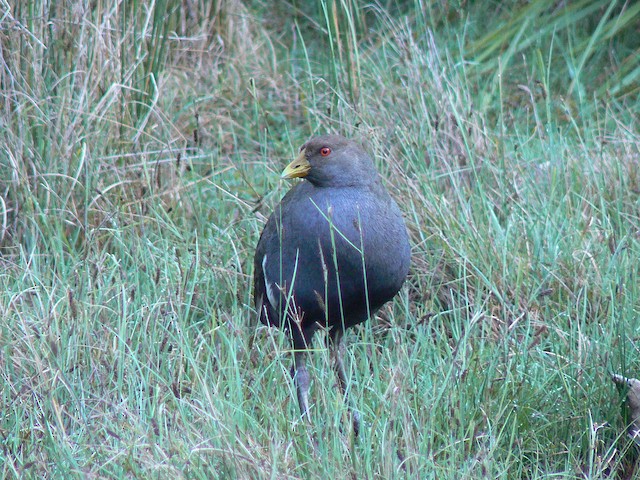 Tasmanian Nativehen