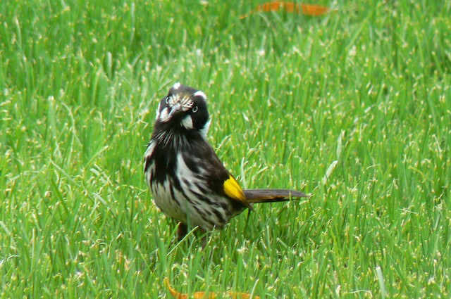 New Holland Honeyeater