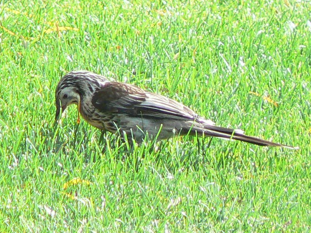 Yellow Wattlebird