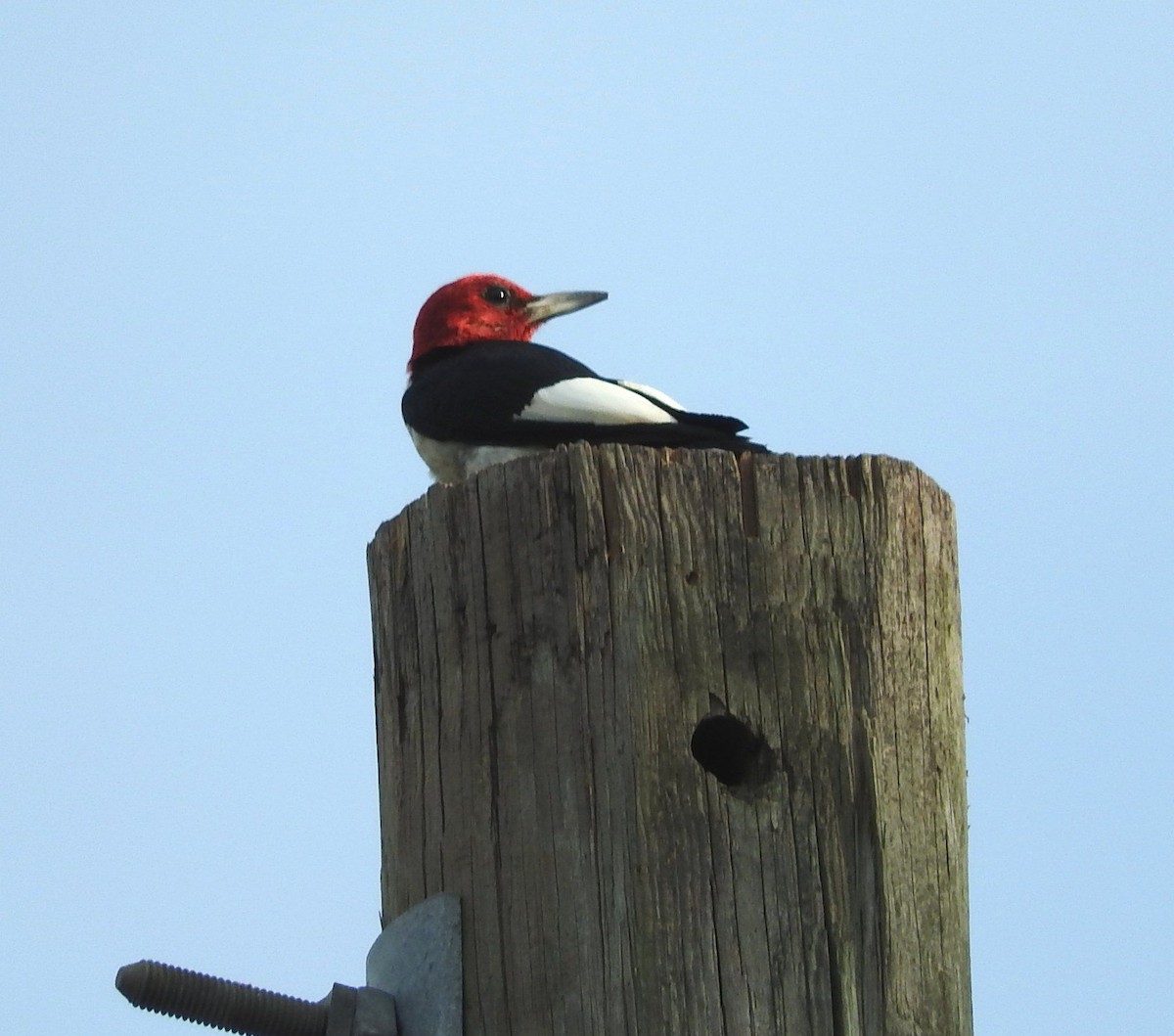 Red-headed Woodpecker - Wendy Meehan