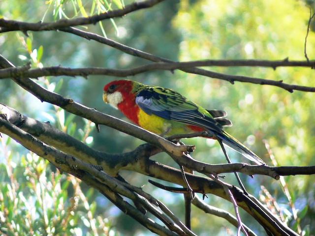 Eastern Rosella