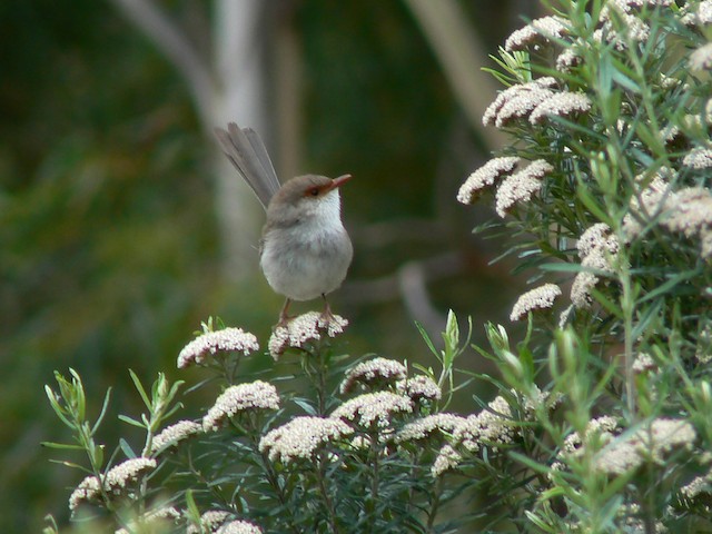 Superb Fairywren