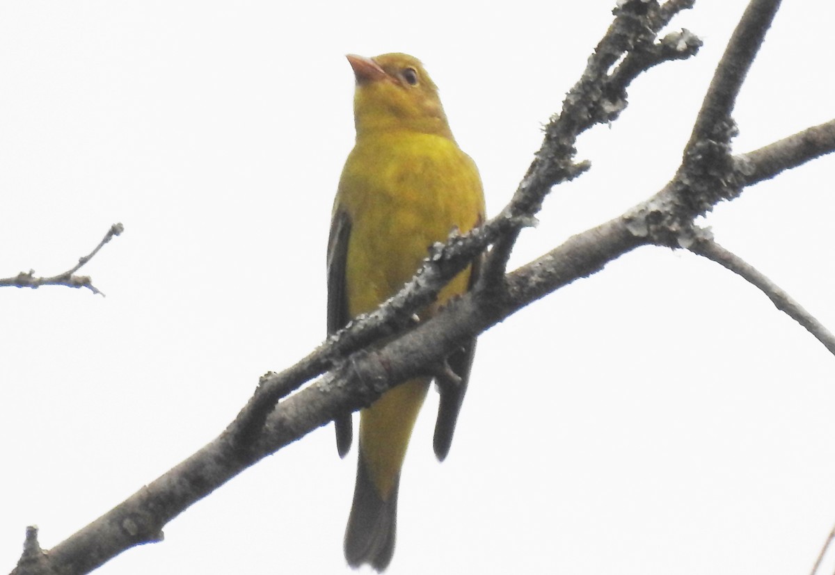 Western Tanager - ML68238061