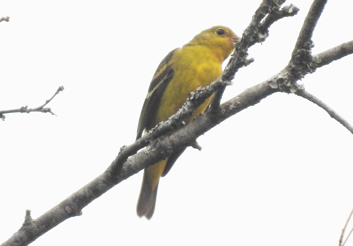 Western Tanager - ML68238071