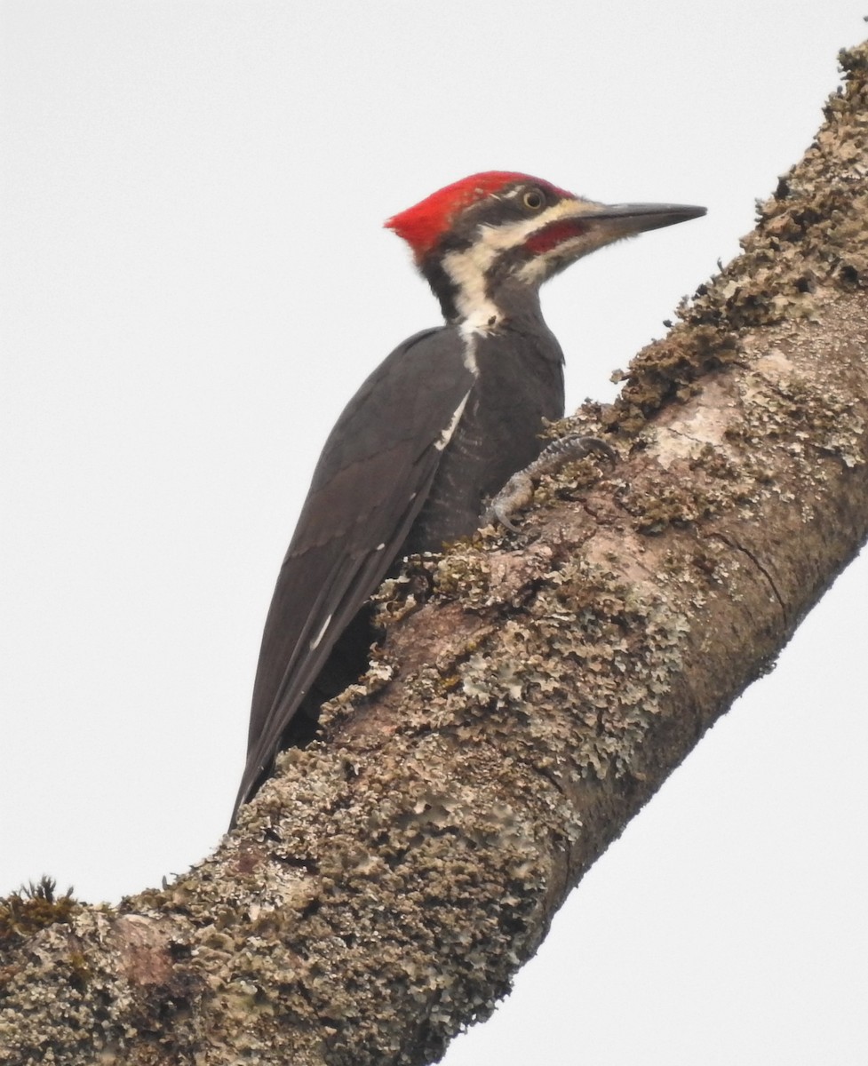 Pileated Woodpecker - ML68238131