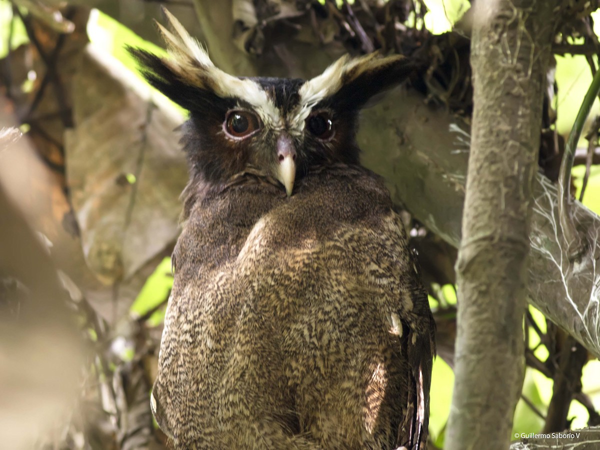 Crested Owl - ML68238581