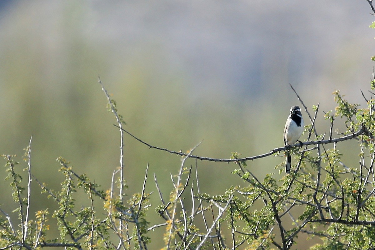 Black-throated Sparrow - Tim Lenz