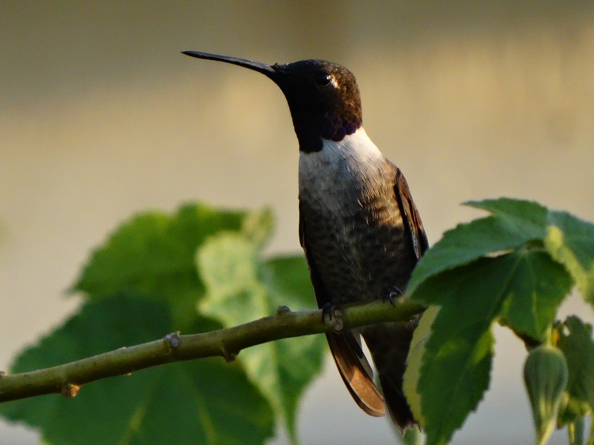 Black-chinned Hummingbird - Jeanne Roberts