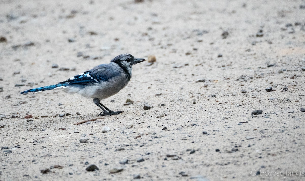 Blue Jay - Forest Botial-Jarvis