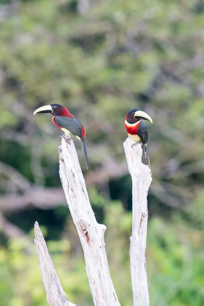 Red-necked Aracari - Tim Liguori