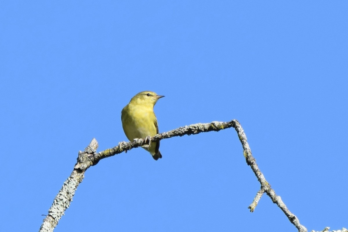Tennessee Warbler - irina shulgina