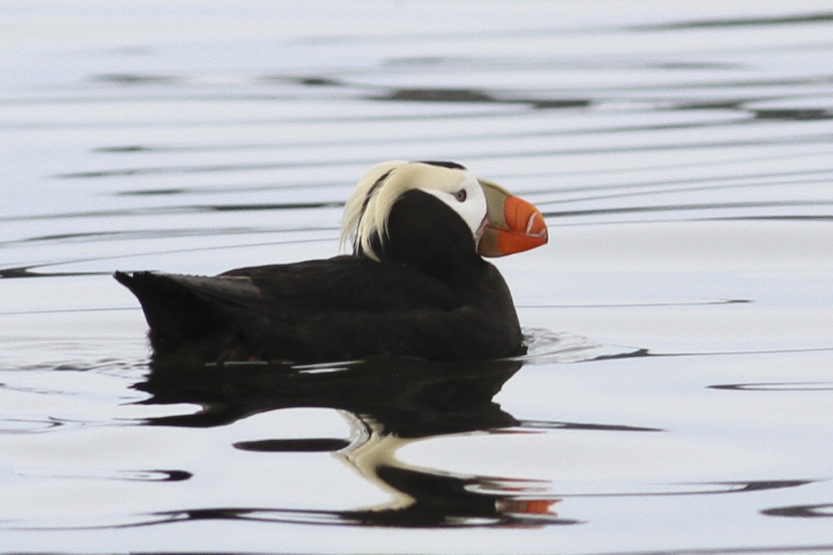Tufted Puffin - Greg Bodker