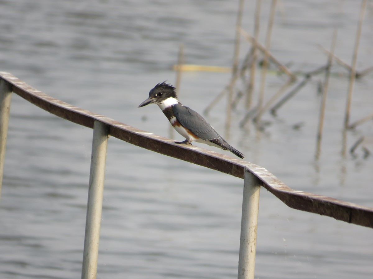 Belted Kingfisher - ML68250381