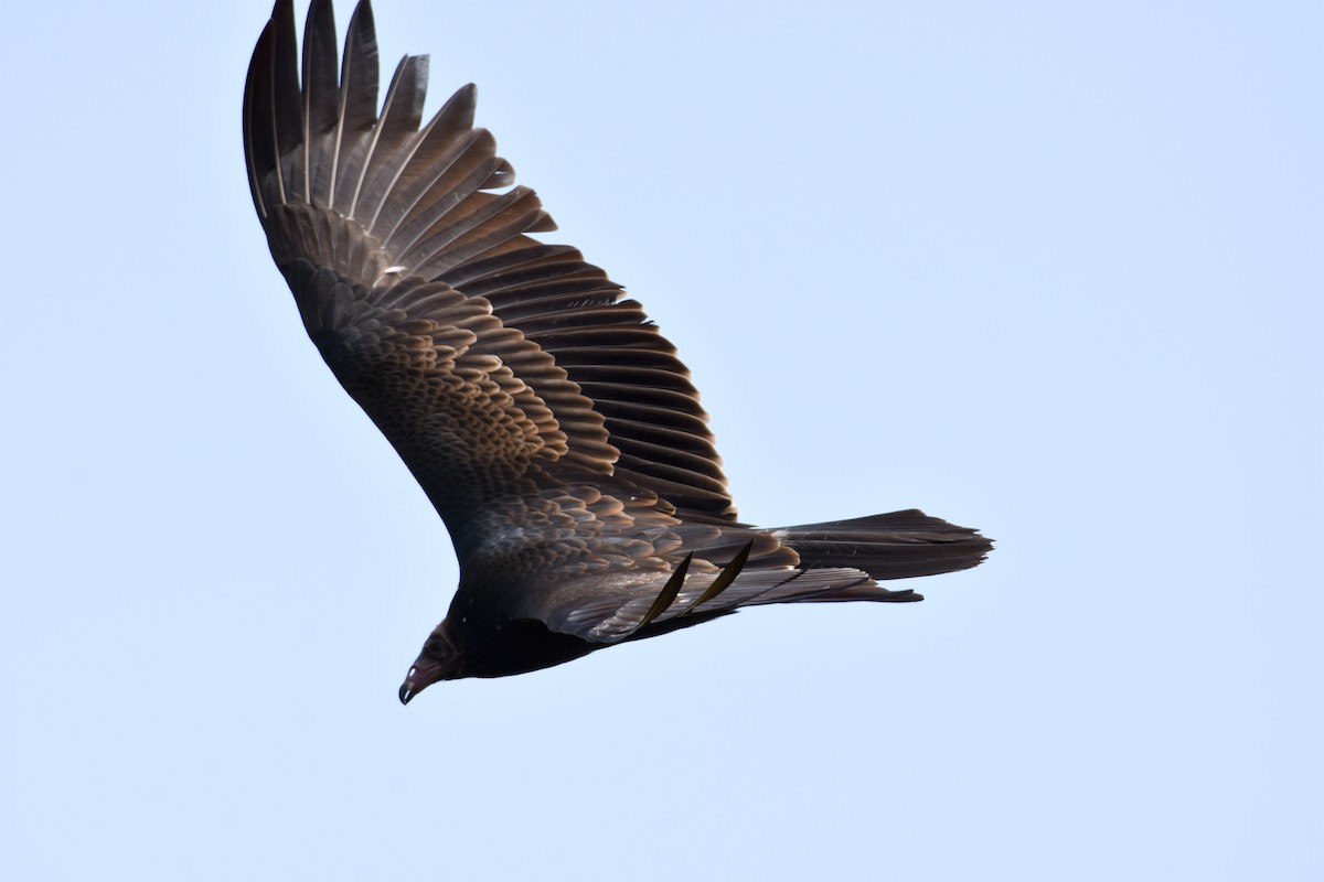 Turkey Vulture - Paul Clifford