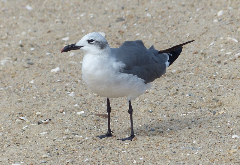 Laughing Gull - Andy Frank