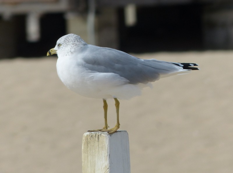 Ring-billed Gull - Andy Frank