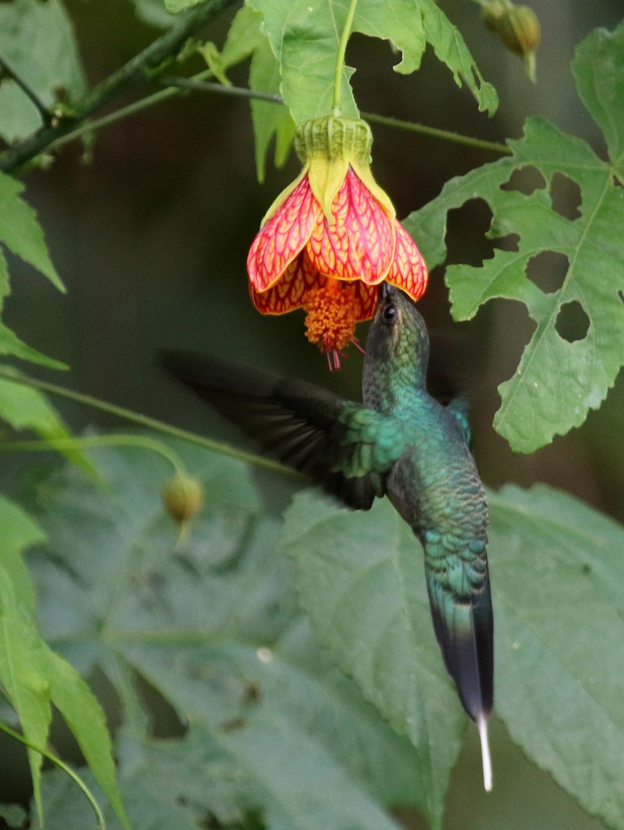 kolibřík šedobřichý - ML68253961