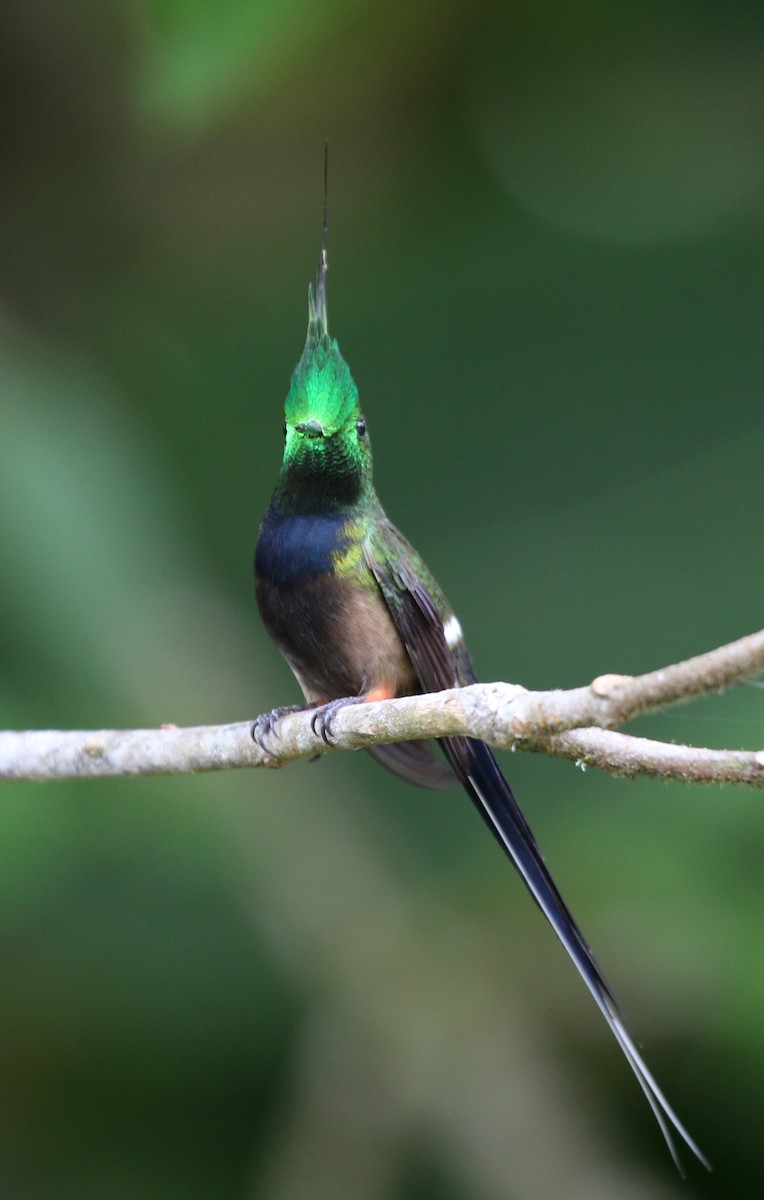 Wire-crested Thorntail - ML68253971