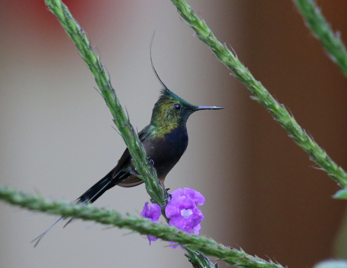 Wire-crested Thorntail - ML68253981