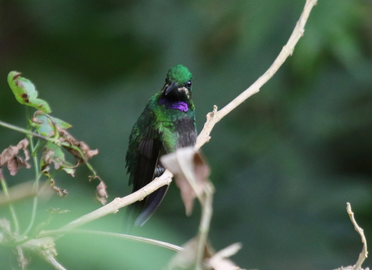 kolibřík zelenoprsý - ML68254061