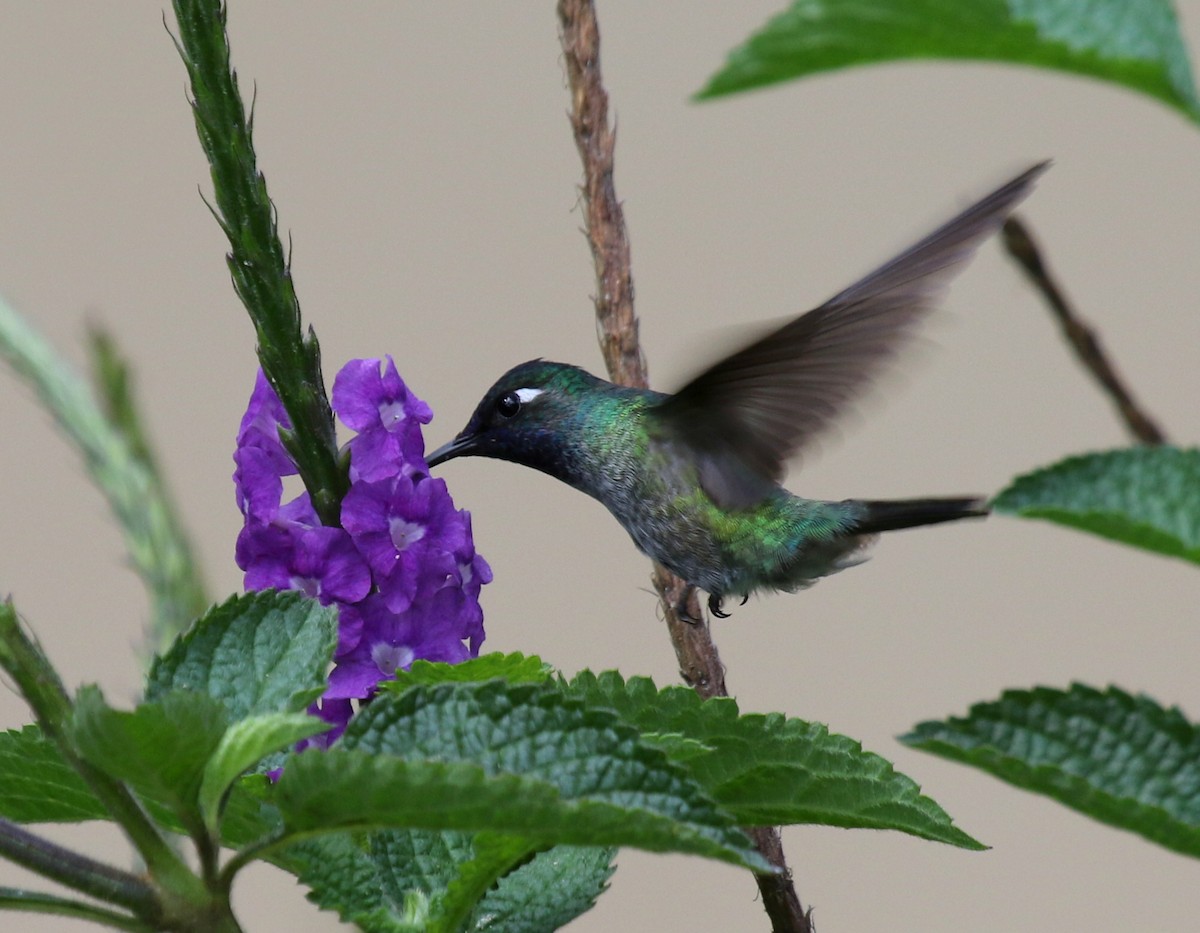 kolibřík fialovohlavý - ML68254111