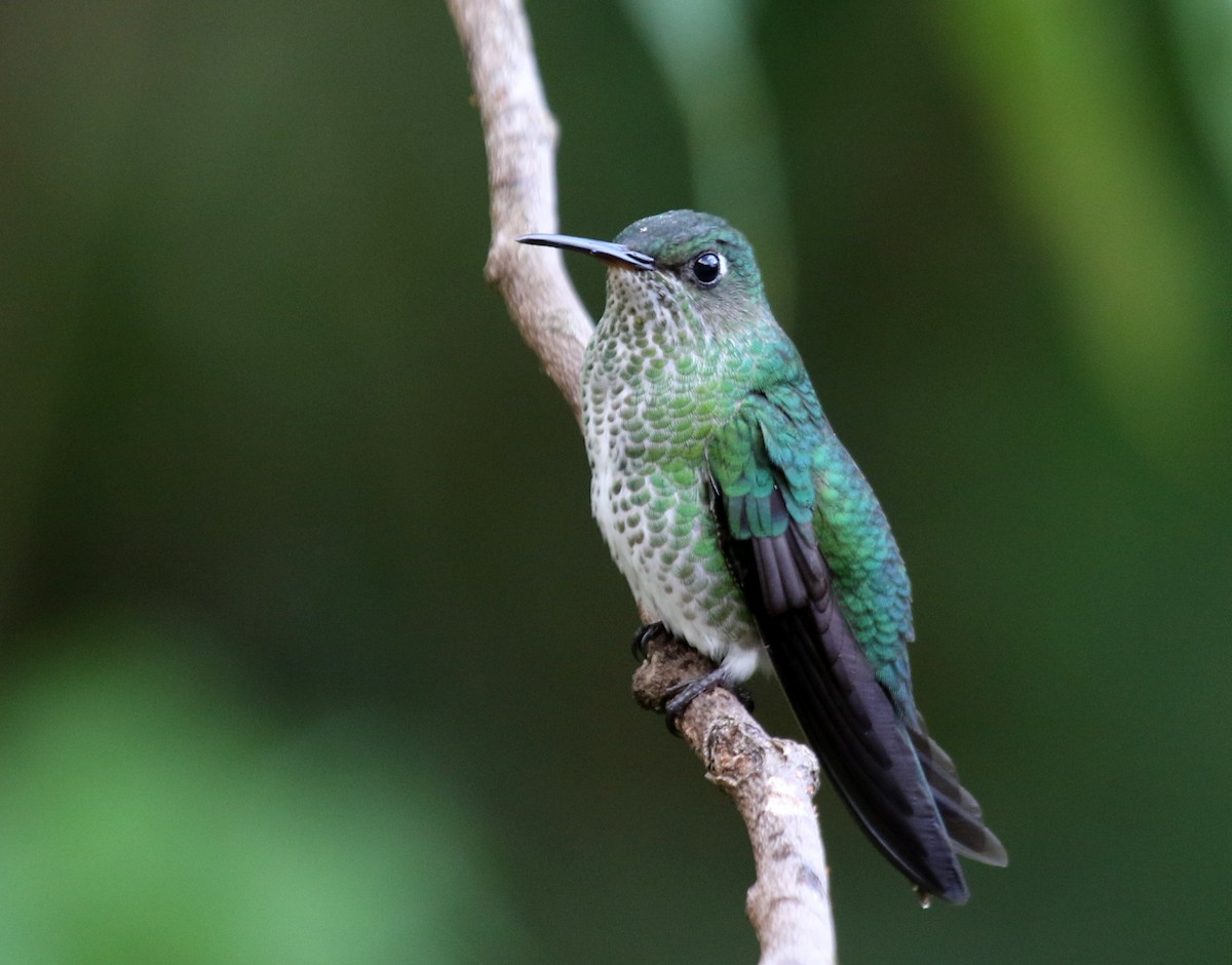 Many-spotted Hummingbird - ML68254231