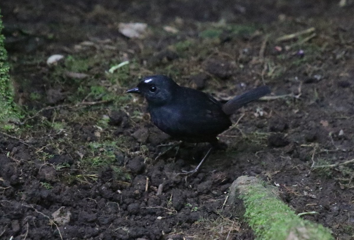 White-crowned Tapaculo - ML68254421