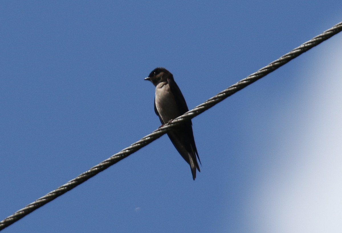 White-thighed Swallow - ML68254501