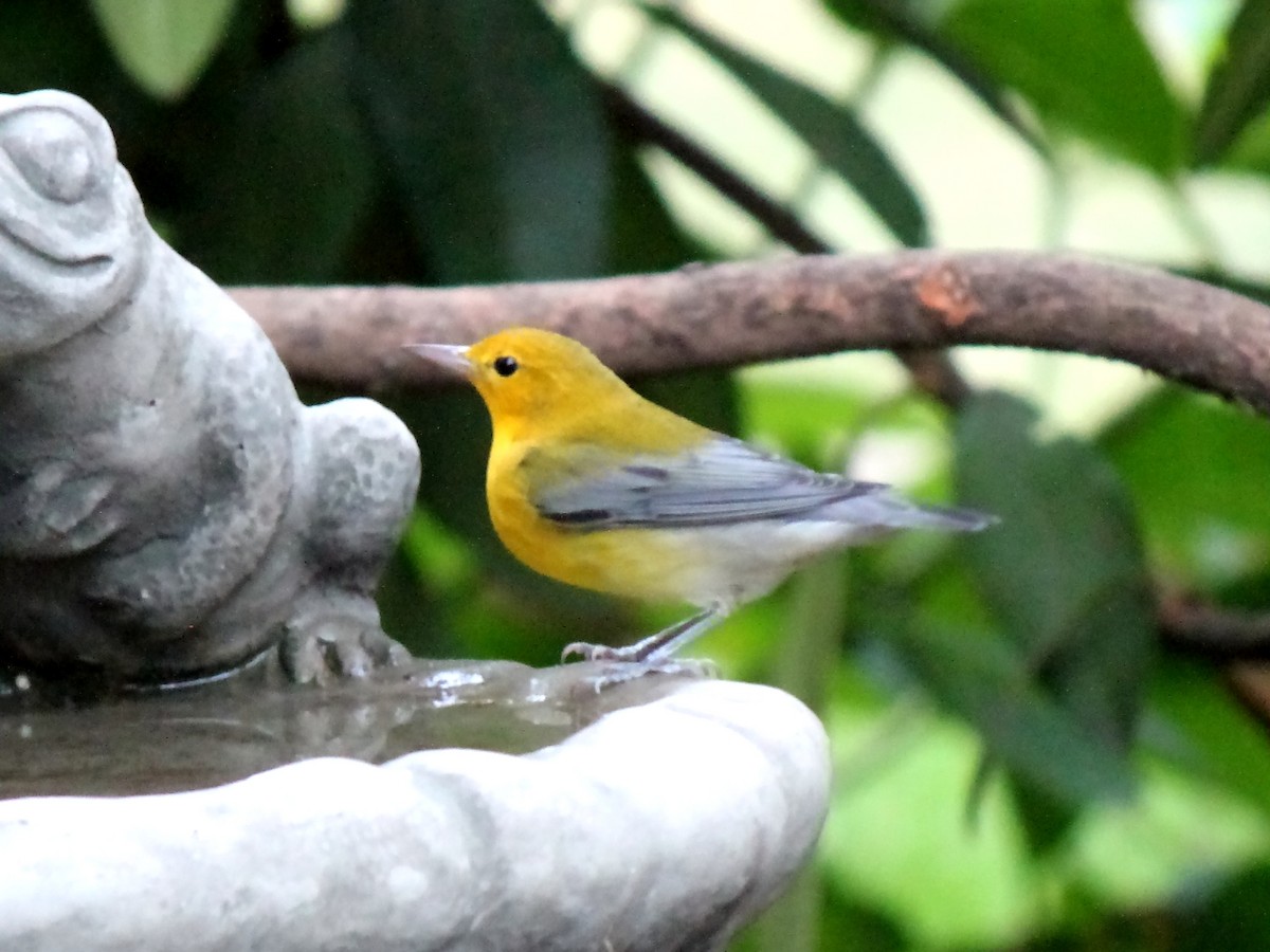 Prothonotary Warbler - ML68254511