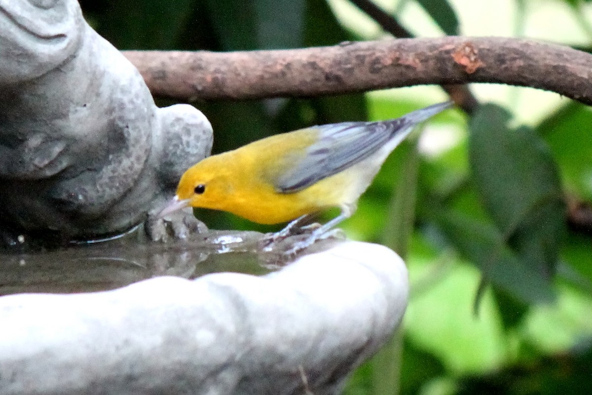 Prothonotary Warbler - ML68254521