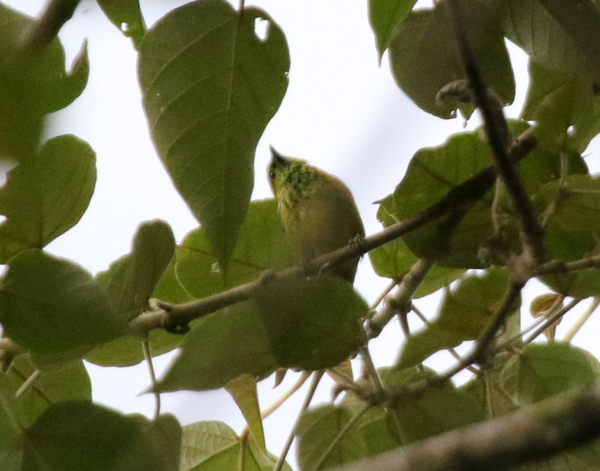 Yellow-bellied Tanager - ML68254581