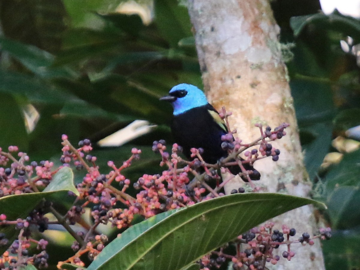 Blue-necked Tanager - ML68254671