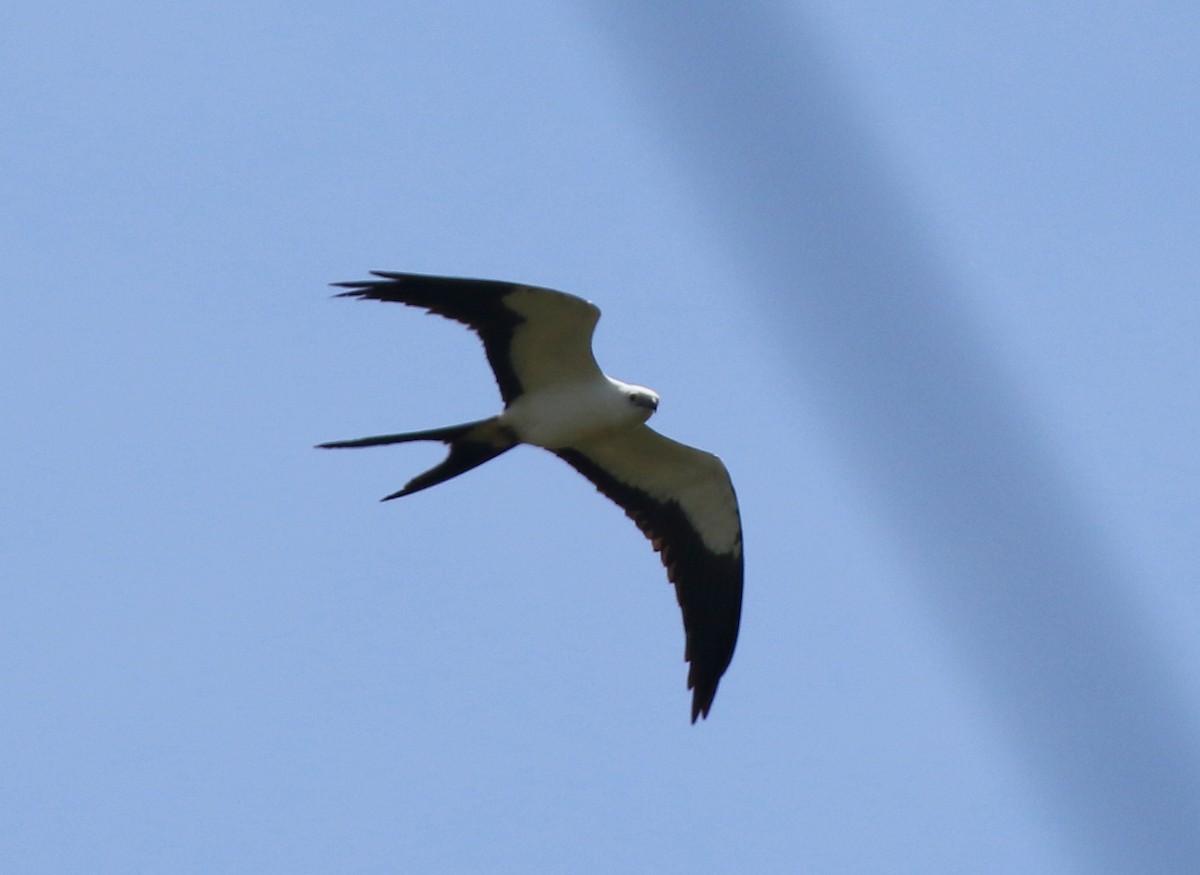Swallow-tailed Kite - ML68254891