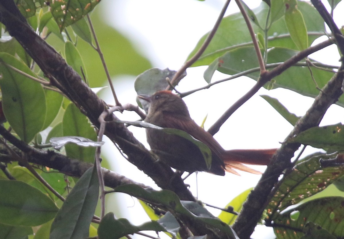 Ash-browed Spinetail - ML68255011