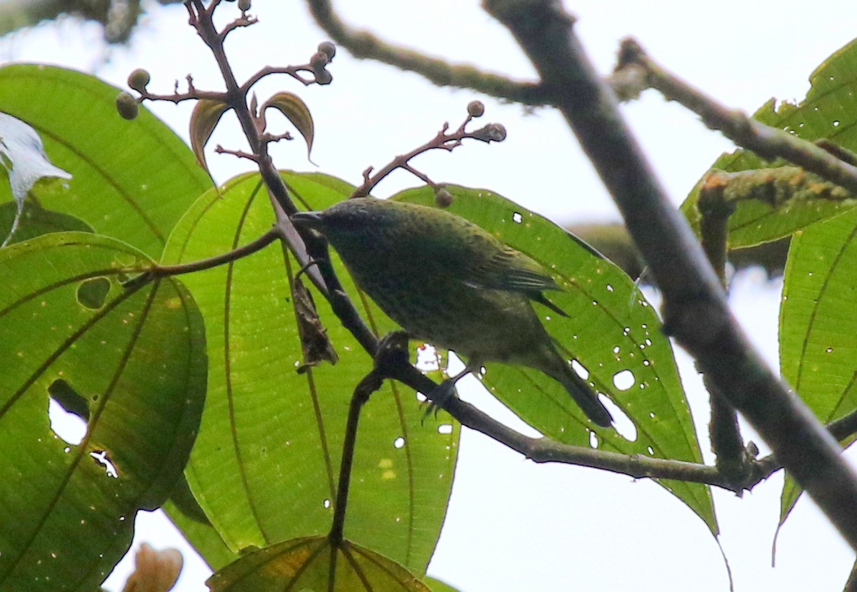 Spotted Tanager - ML68255021