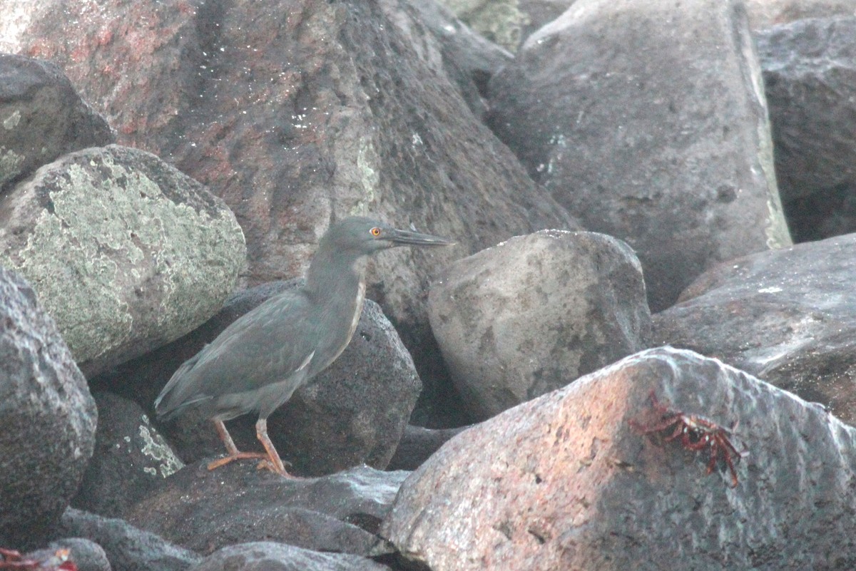 Striated Heron (Galapagos) - ML68256631