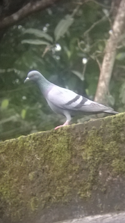 Rock Pigeon (Feral Pigeon), ML68257071