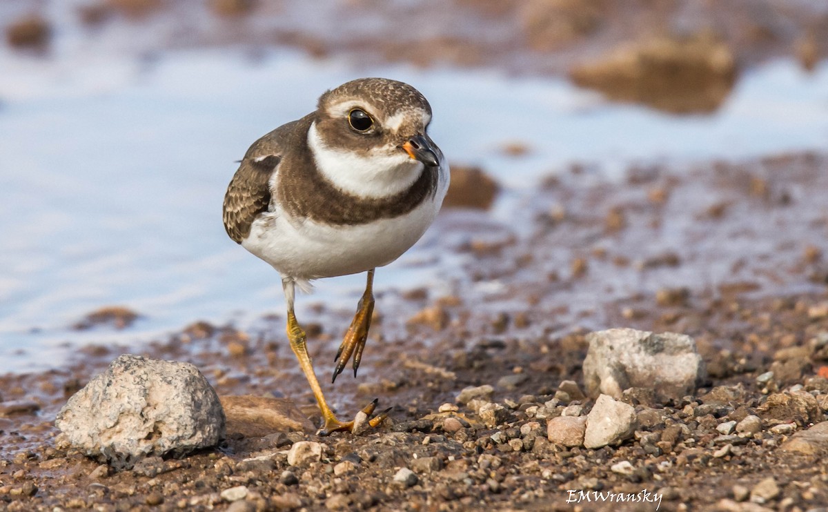 Semipalmated Plover - Ed Wransky